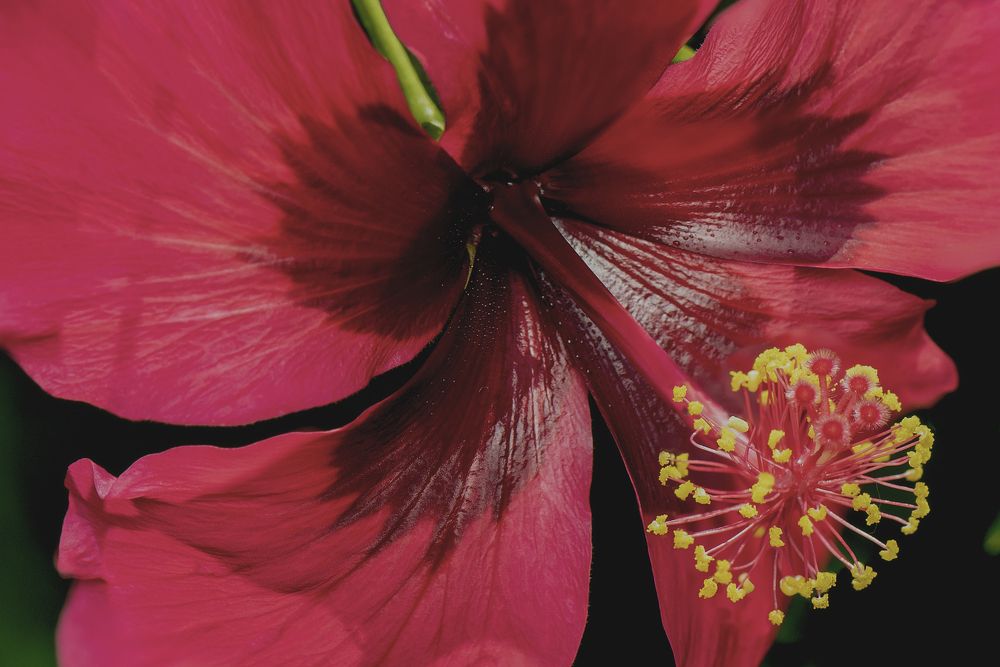 Photograph by  Md Shaheedul Alam