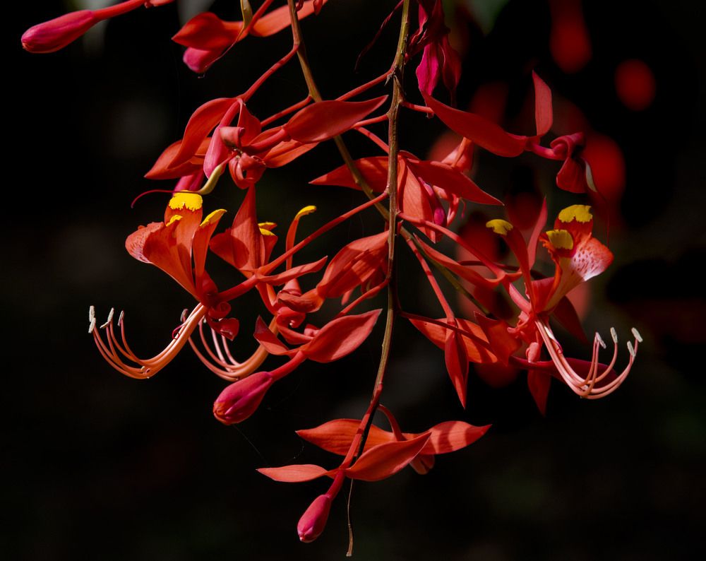 Photograph by  Md Shaheedul Alam