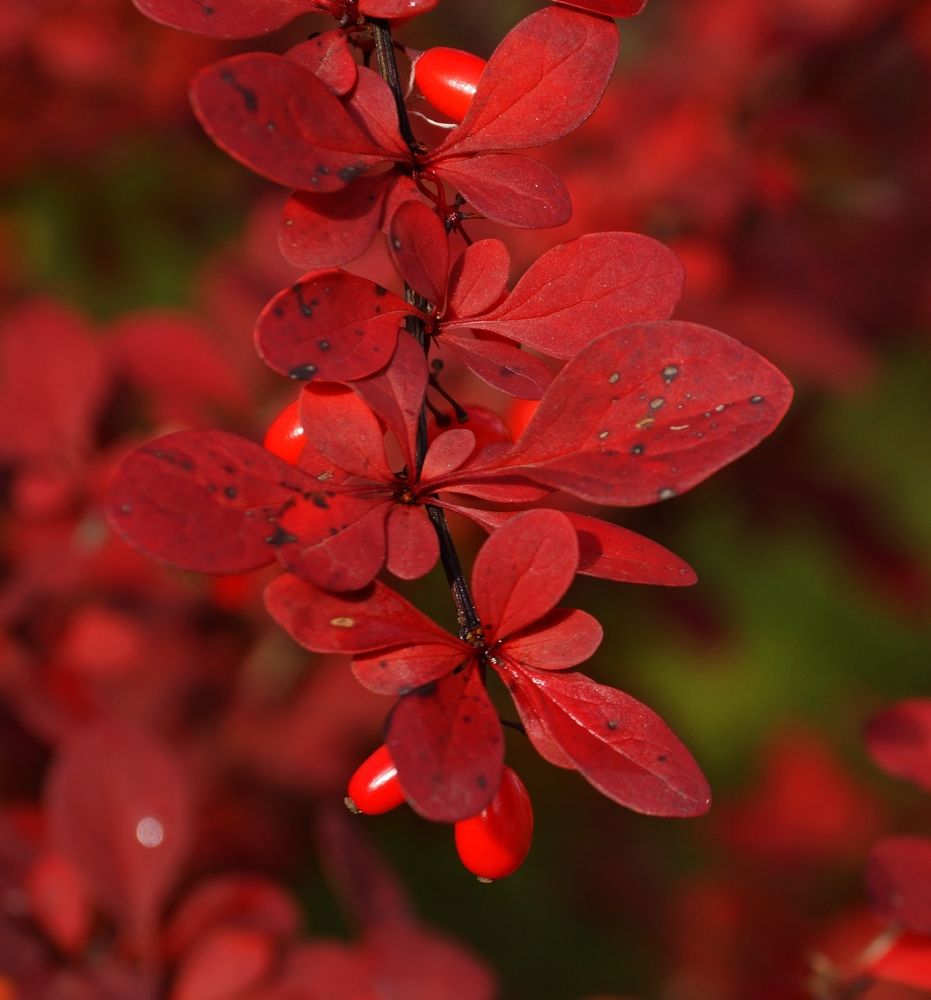 Осенний барбарис