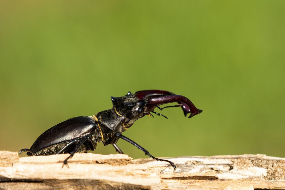 Photograph by Predrag Kostin