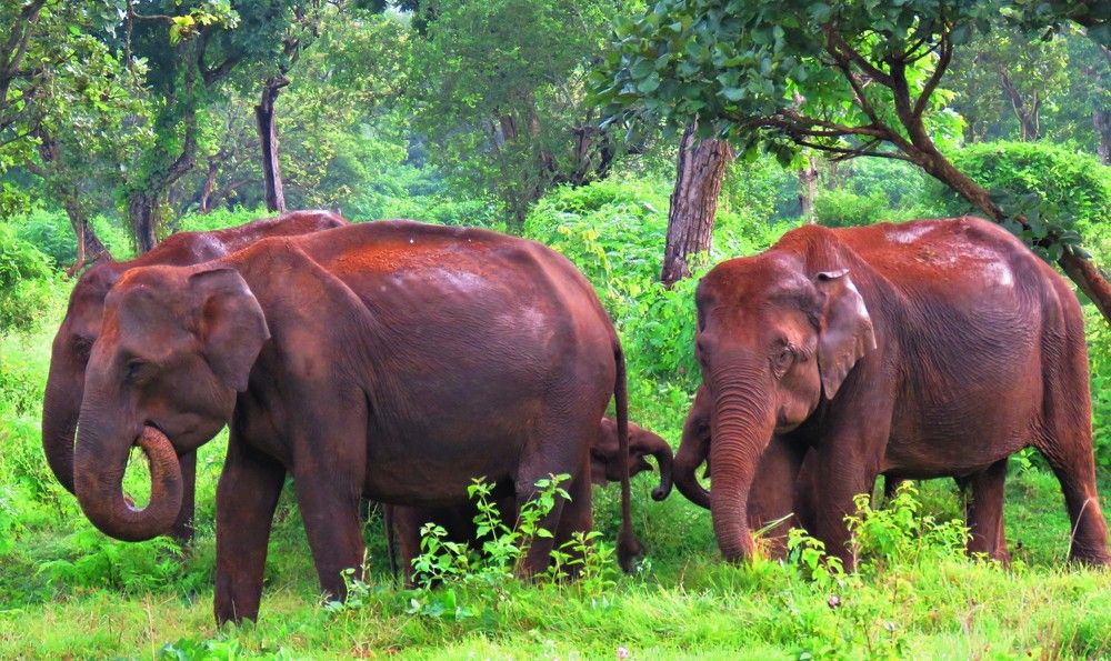 Photograph by ANISH BISWAS