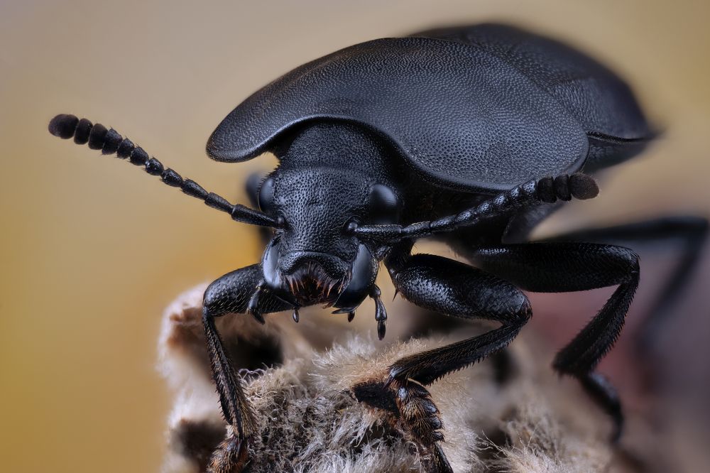 Портрет мертвоеда