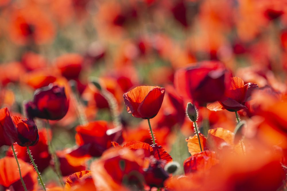 Photograph by Predrag Kostin