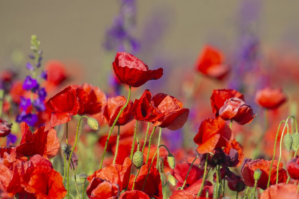 Photograph by Predrag Kostin