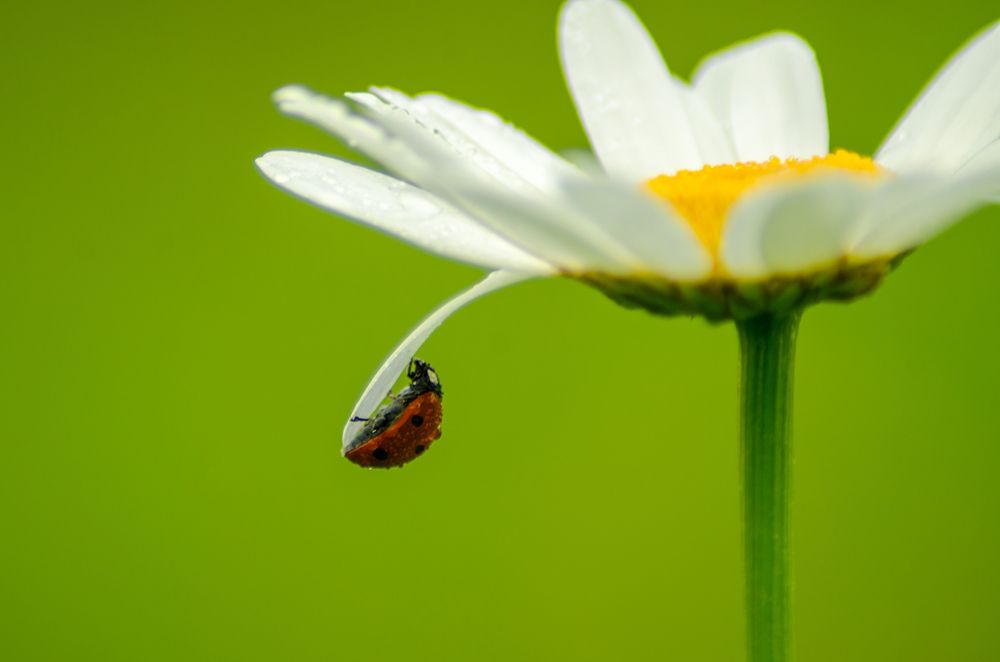 Photograph by Ольга Заповедная