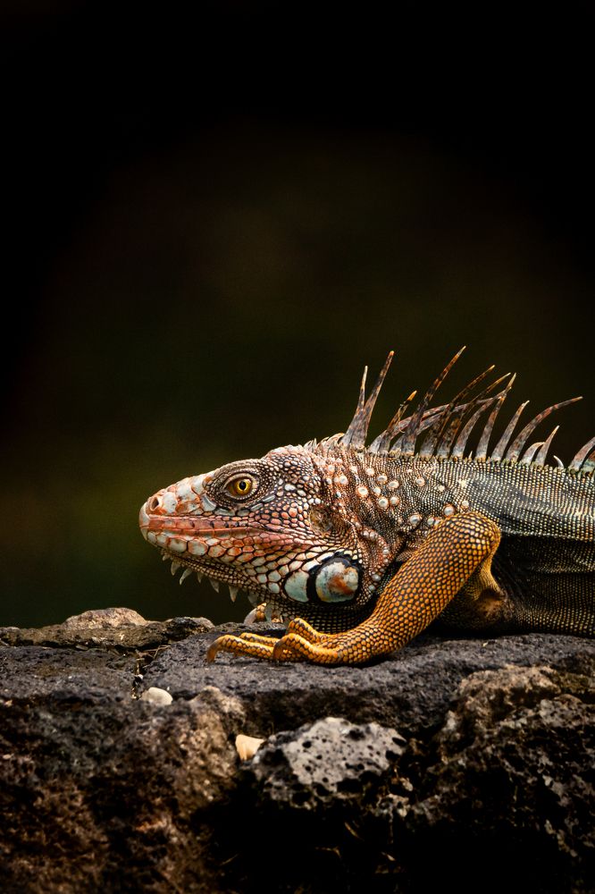 Photograph by Ricardo Ferreira