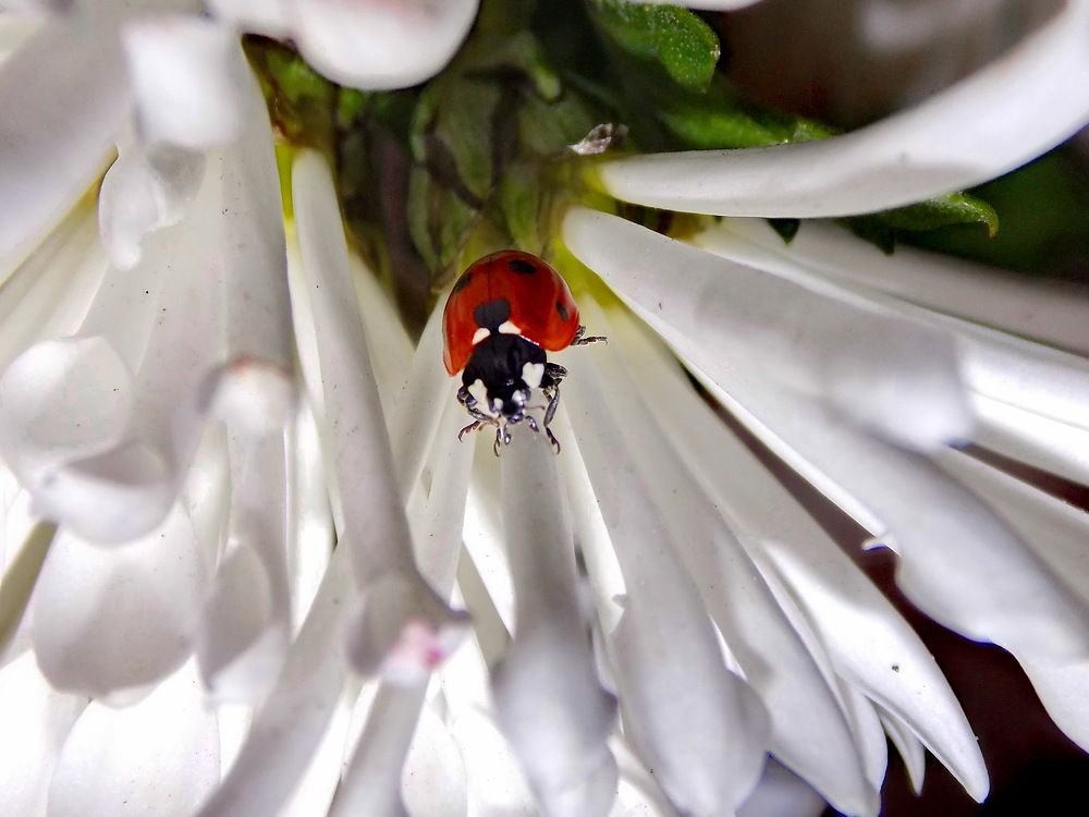Вот она какая осень, это хризантема ...