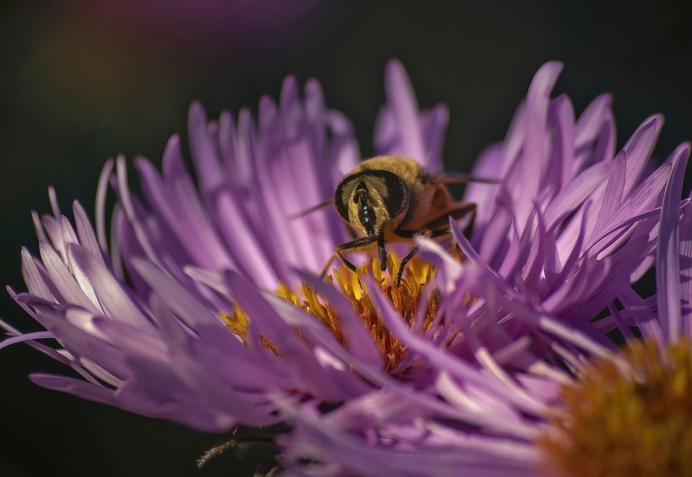 В гостях у хризантемы.