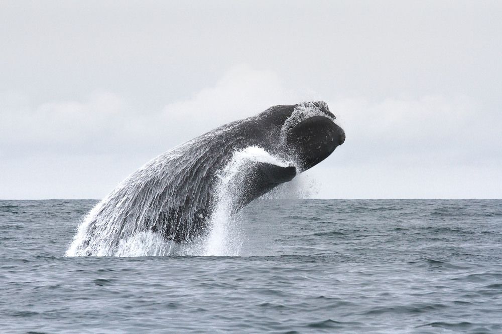 Photograph by Слащилина Нина