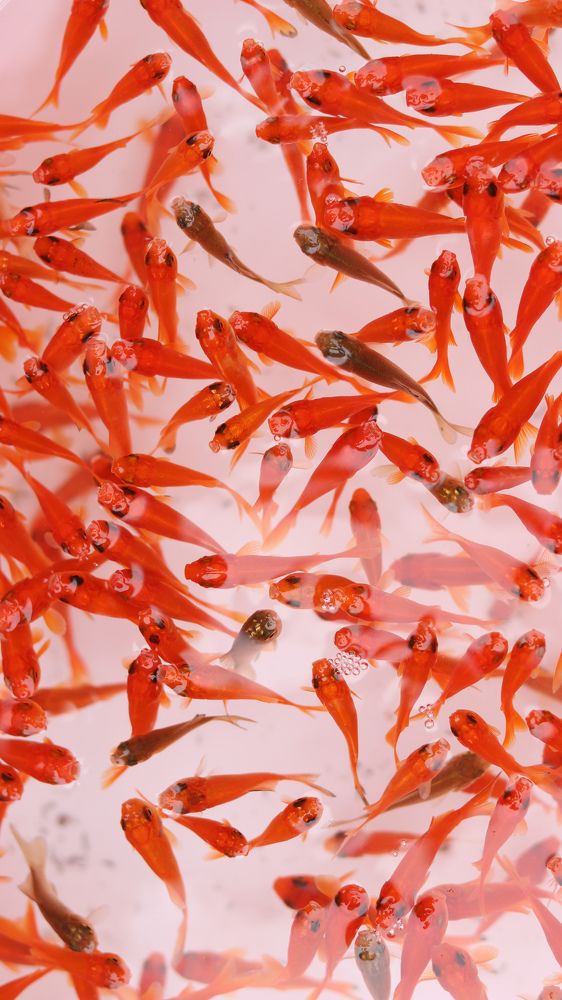 Photograph by Mostafa Mortazavi