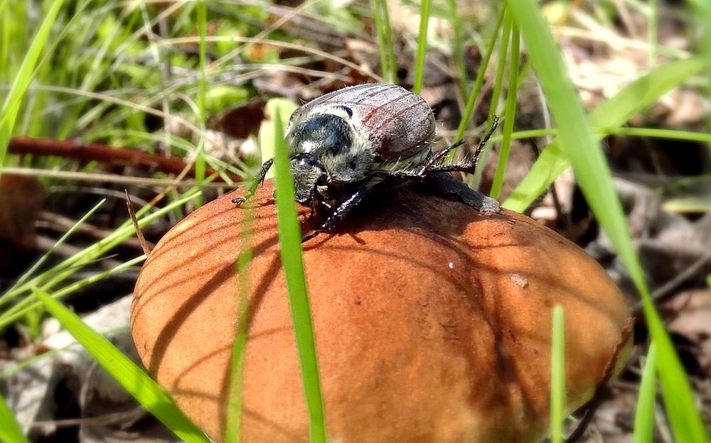 Майский жук и гриб