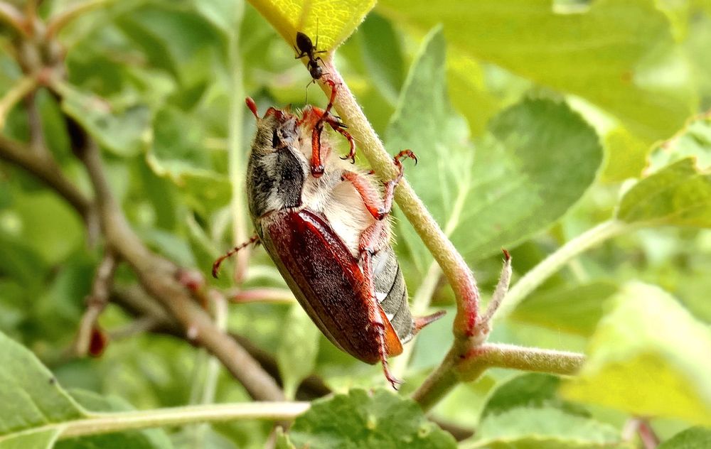 Майский жук и муравей
