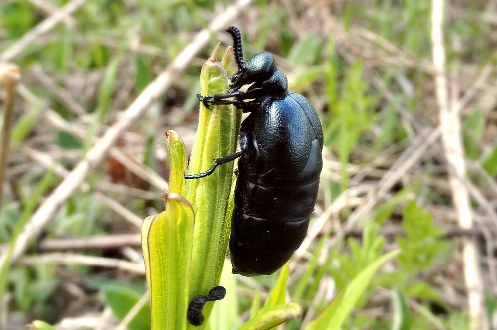 Жук нарывник чёрный