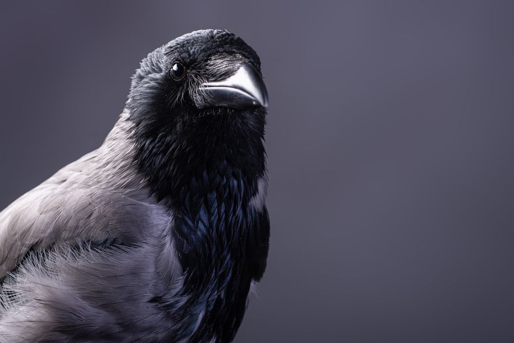 Photograph by наталья залогина