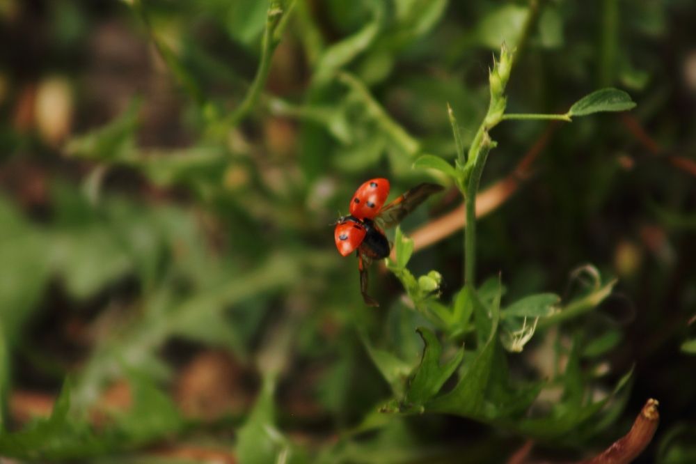 Photograph by Ирина Шибитова