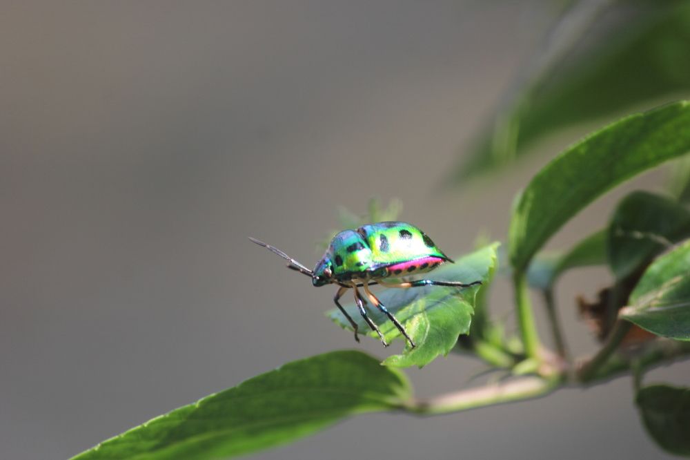 Photograph by Susobhan Biswas