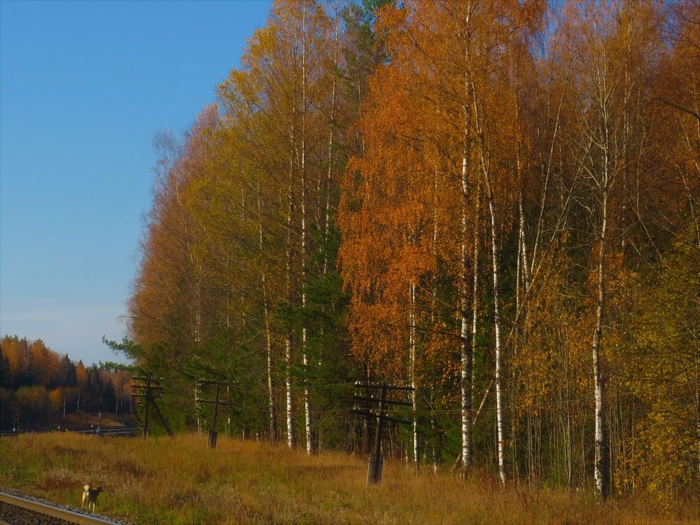 Photograph by Людмила Кононова