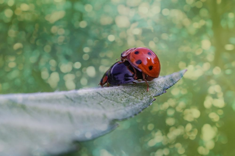 Photograph by Navela Gusti Roby