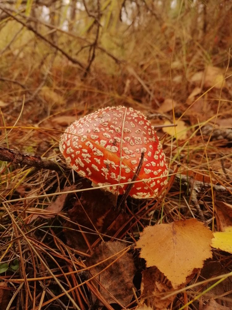 Мухомор осенью