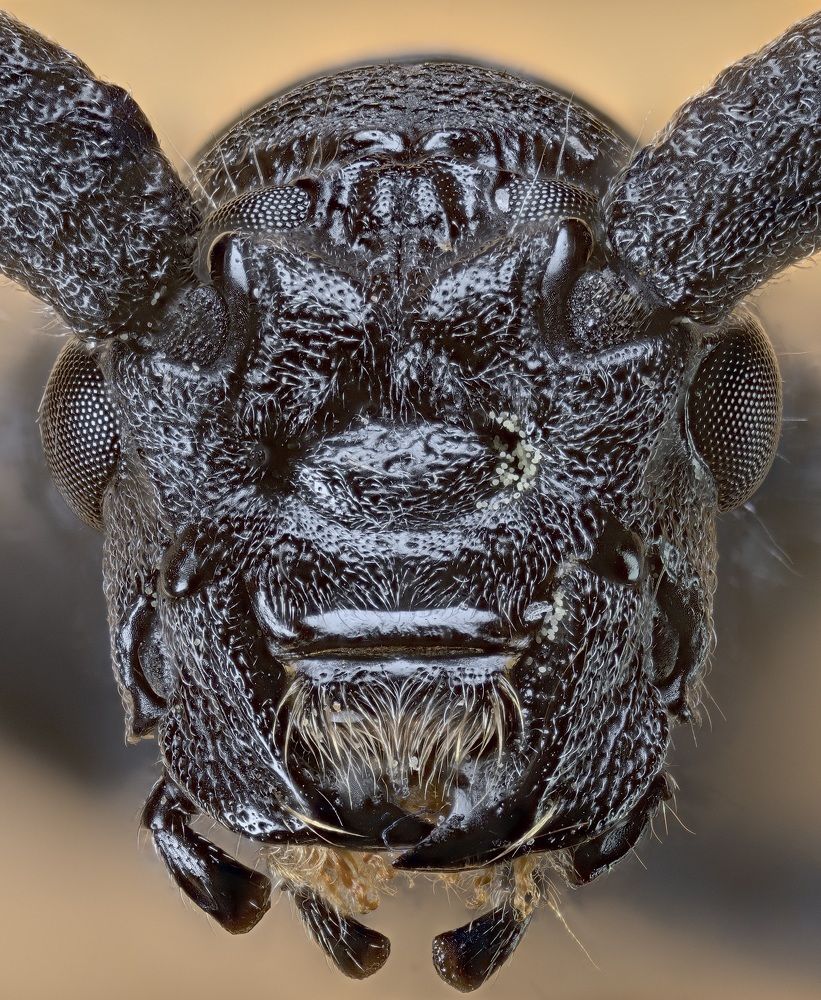 Photograph by Enrico Luzi