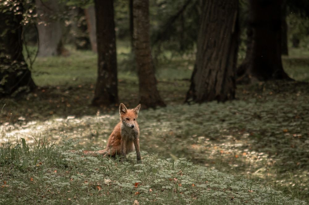 Photograph by Александра Мазур