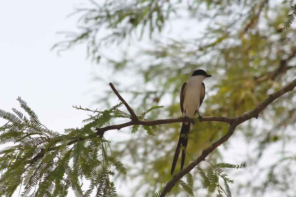 Photograph by Guillermo Topp