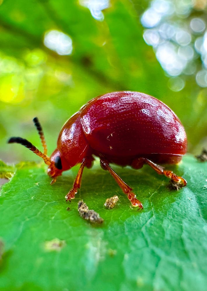 Фотография автора Ko Thant