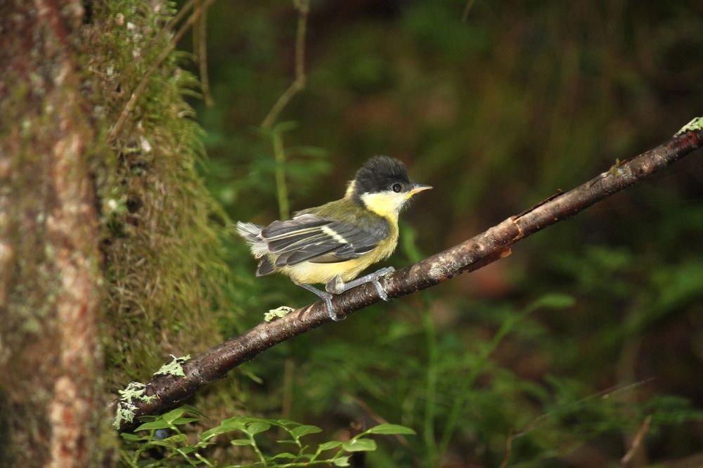 Слёток Большой синицы