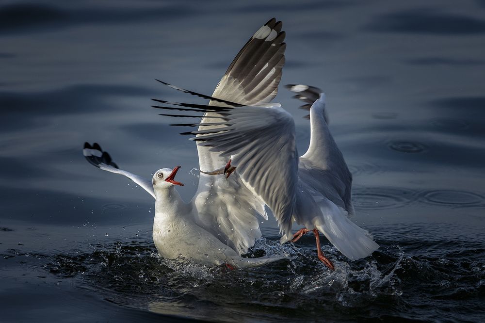 Photograph by QuocToan Nguyen