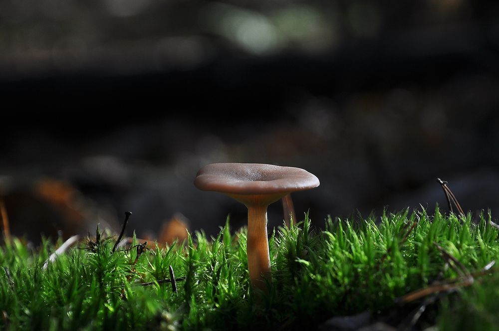 Photograph by Лариса Стрекулева