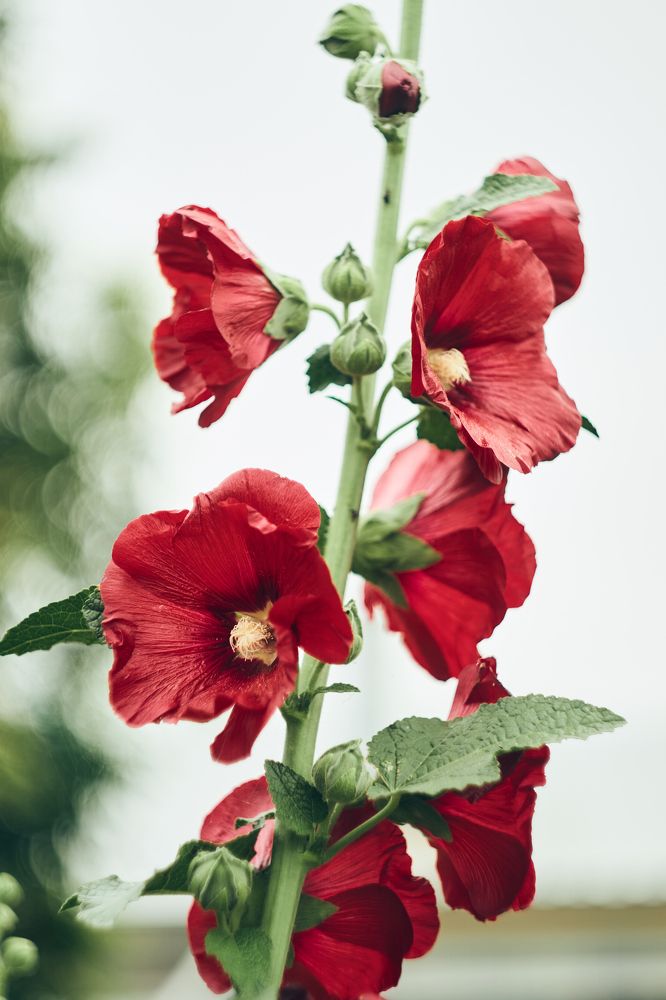 Цветок в саду.