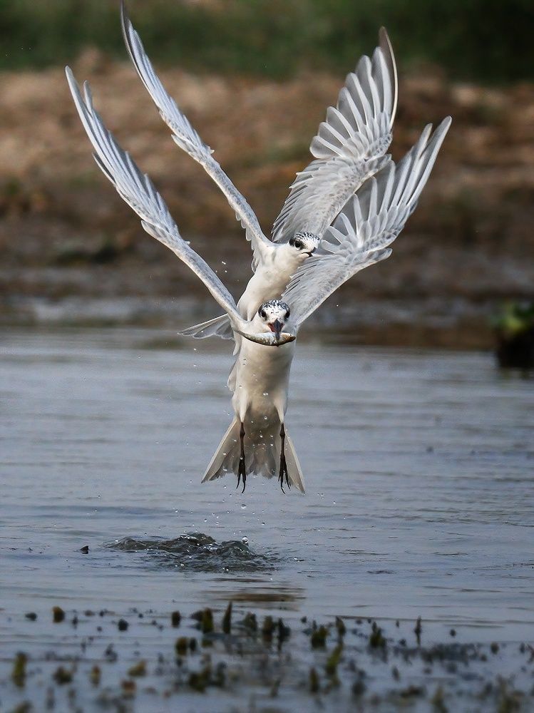 Photograph by Ritam Biswas