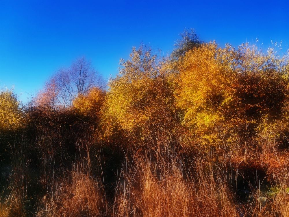 Фотография автора OXANA MARSOVA