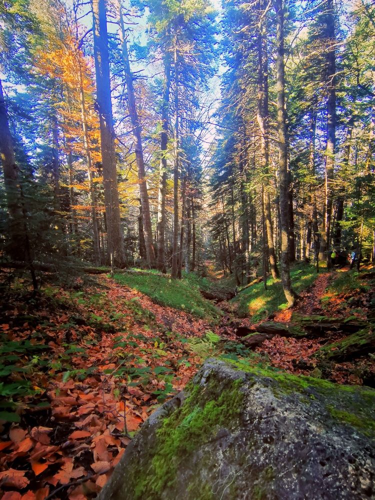 Фотография автора OXANA MARSOVA