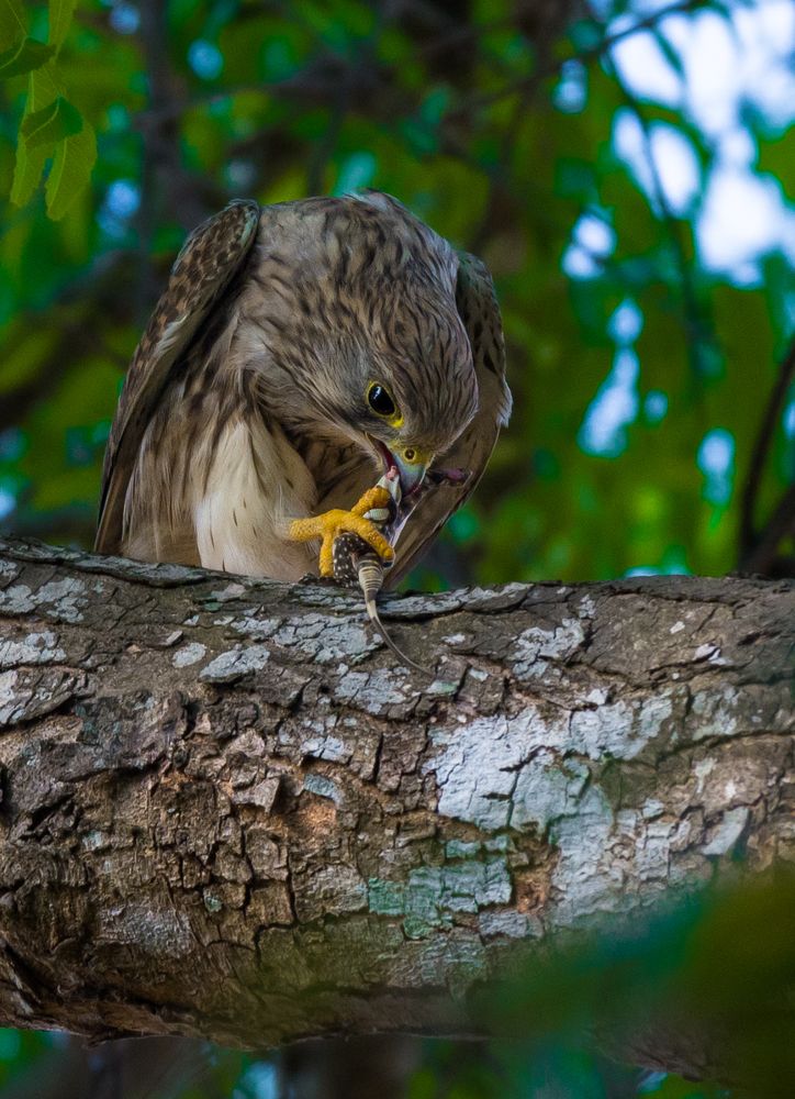Photograph by Soumya ranjan swain