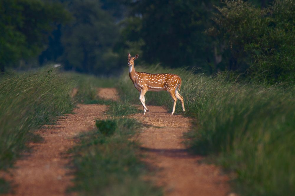 Photograph by 9503417795