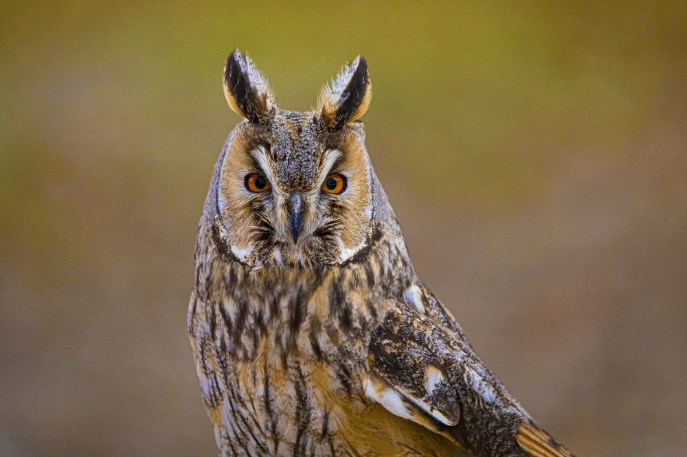 Фотография автора Mustafa Binol