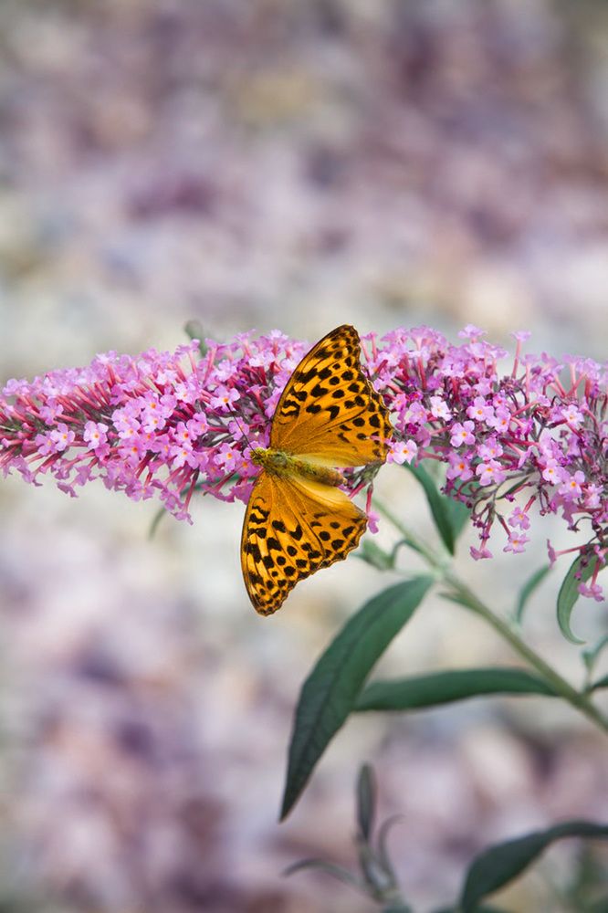 Photograph by Ирина Подгорная