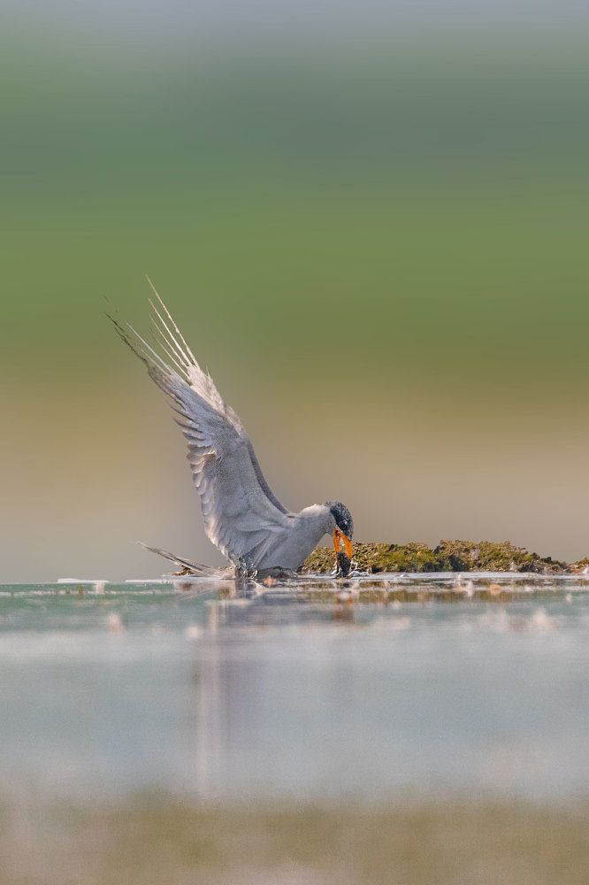 Фотография автора Devjit Giri