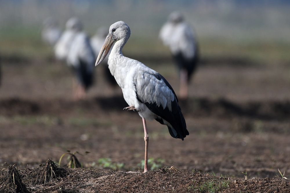 Photograph by SRIMANTA RAY