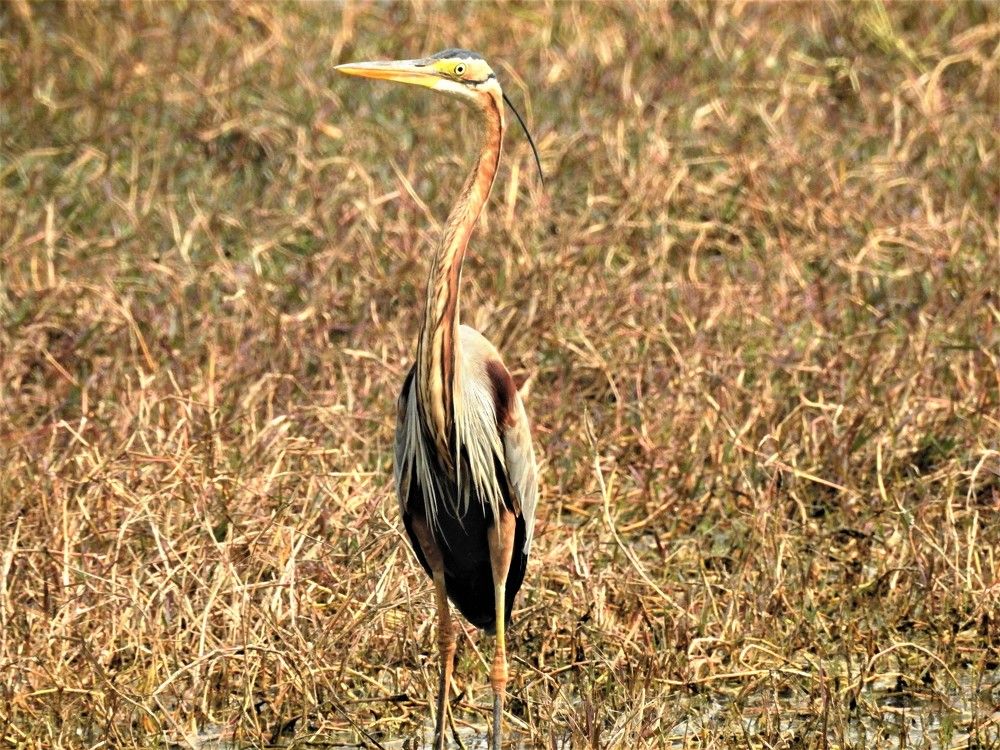 Photograph by Rajeev Sinha