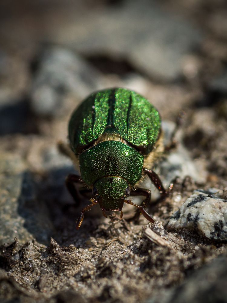 Фотография автора Aleksandr Kadyshev