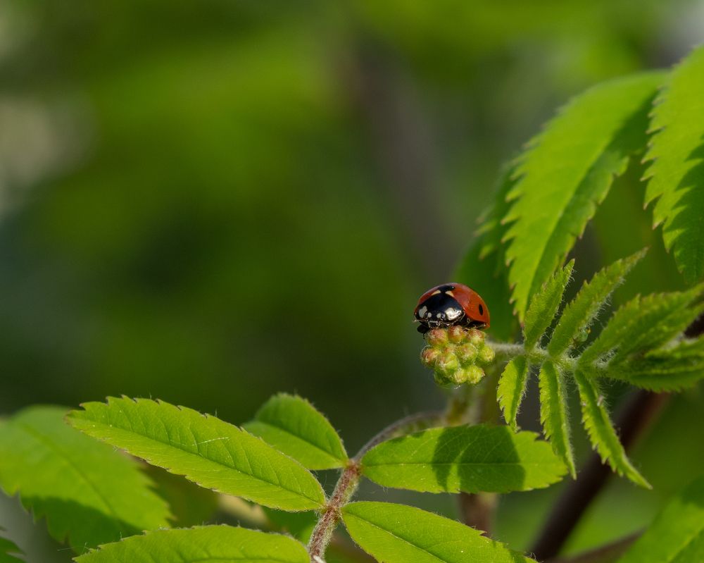 Фотография автора Aleksandr Kadyshev
