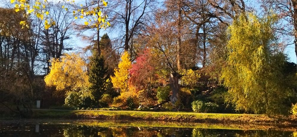 Осень у пруда