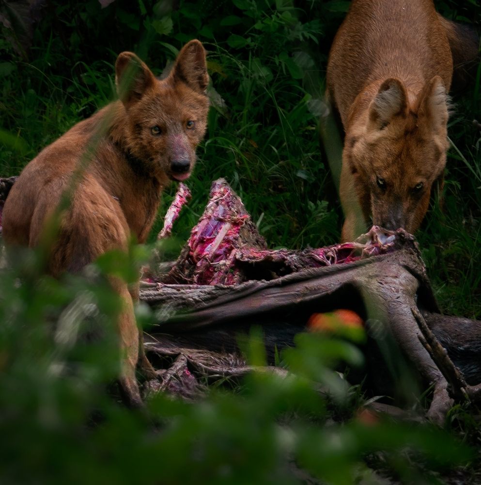 Photograph by Vishal N