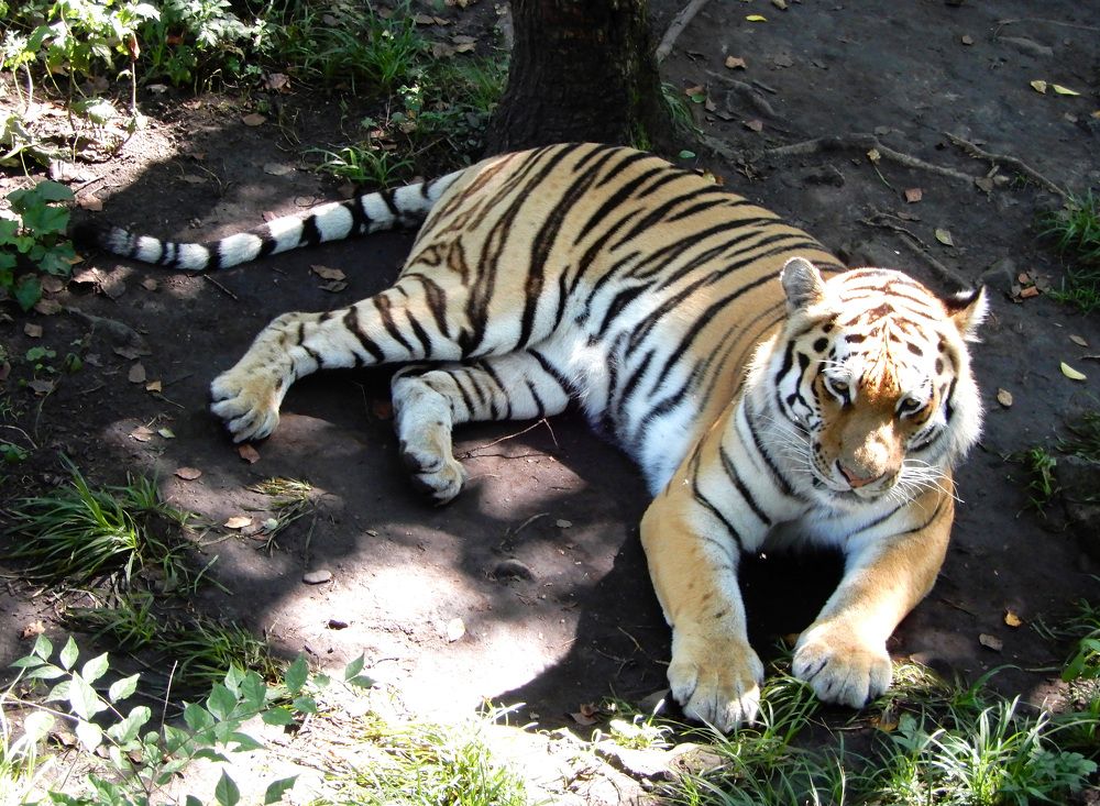 Photograph by София Гавриловна Вотякова