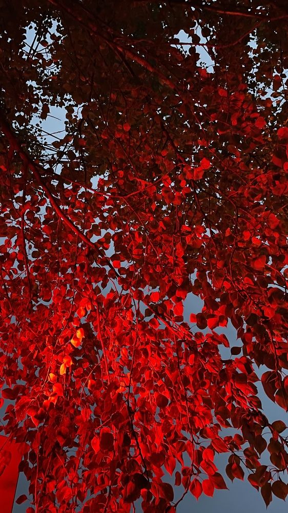 Photograph by Alina Andreevna