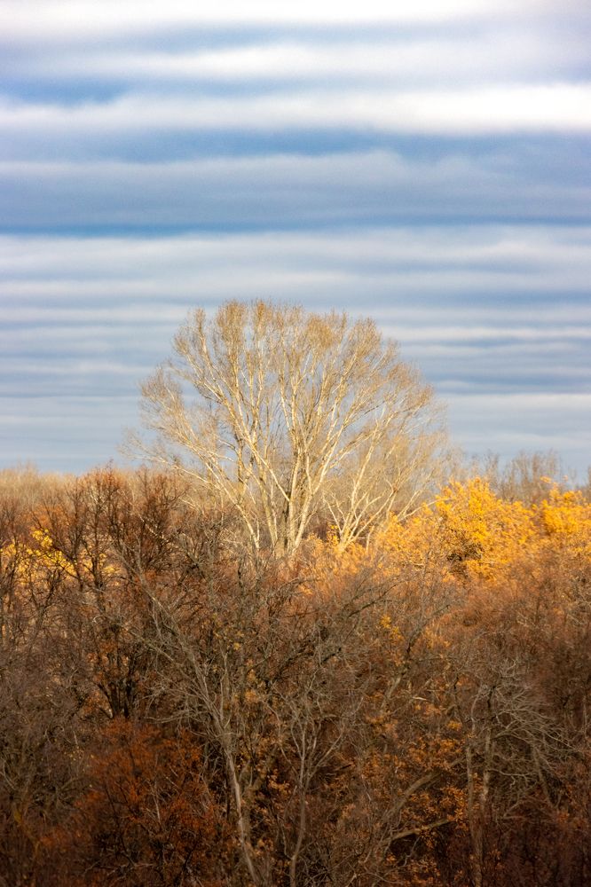 Дерево-мать