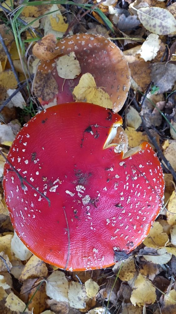 Photograph by Марина викторова