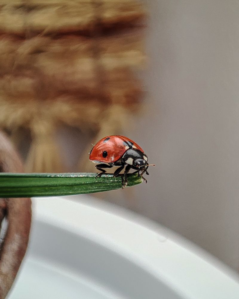 Божья коровка